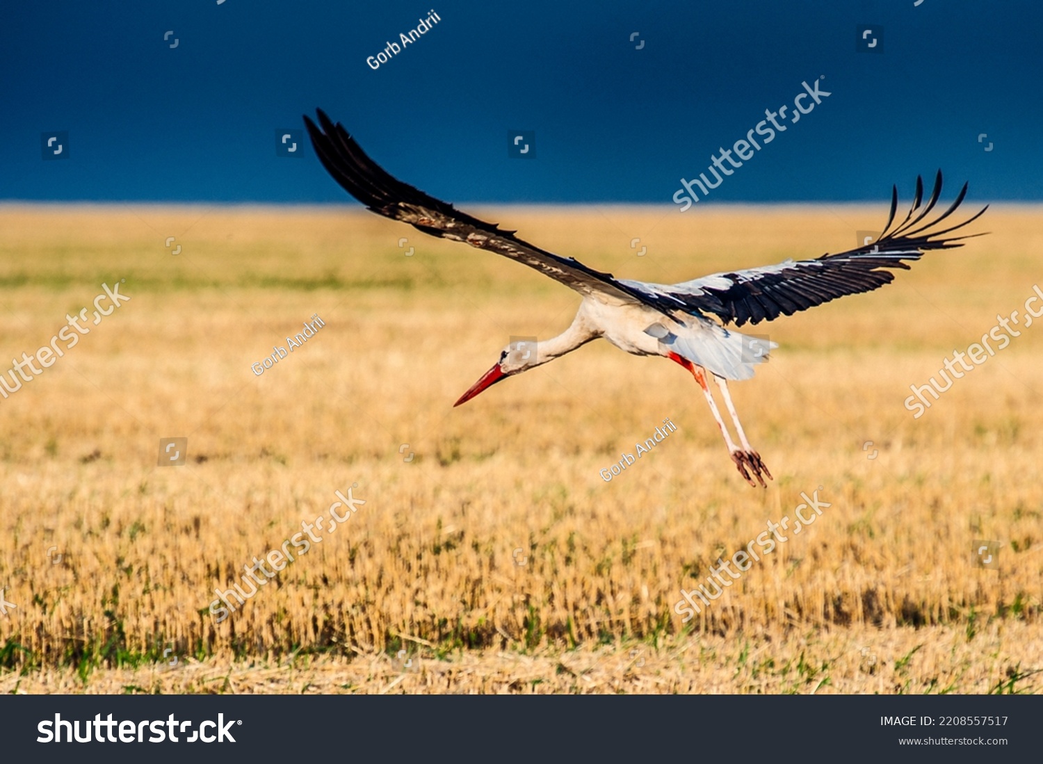 stork flying over the yellow field on the blue sky backgroun #2208557517