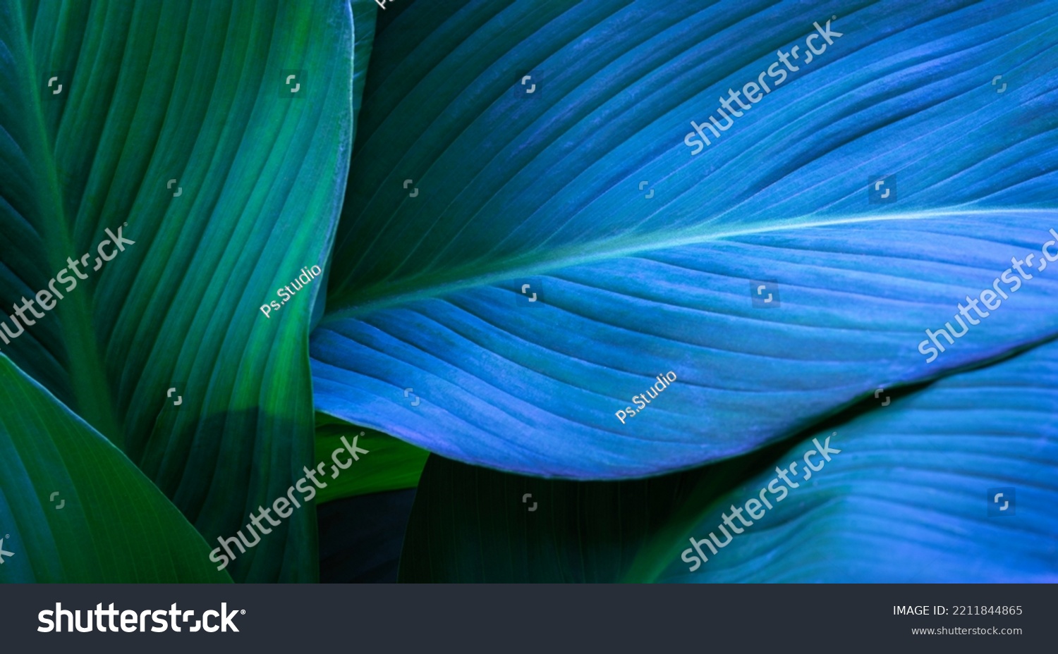 Close-up detail macro texture bright blue green leave tropical forest plant spathiphyllum cannifolium in dark nature background.Curve leaf floral botanical abstract desktop wallpaper,website backdrop. #2211844865