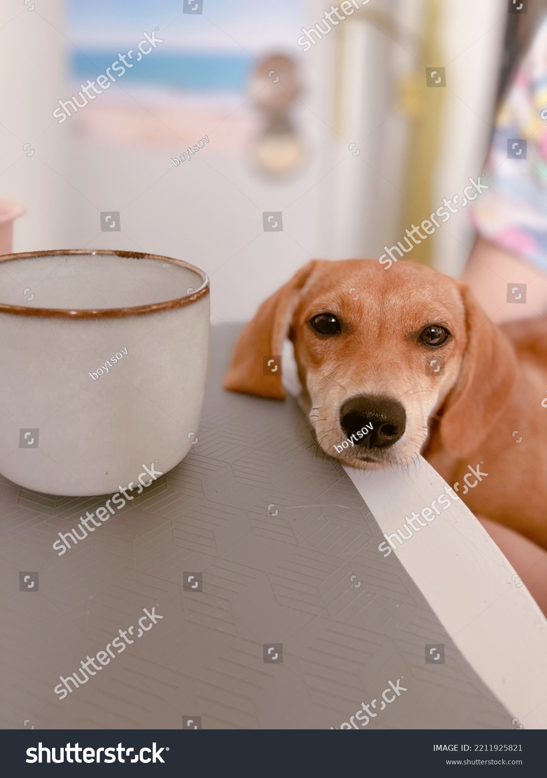 Adorable brown puppy with sad emotion lying on a table with cup standing on it. Ginger cute dachshund doggy. High quality vertical photo #2211925821
