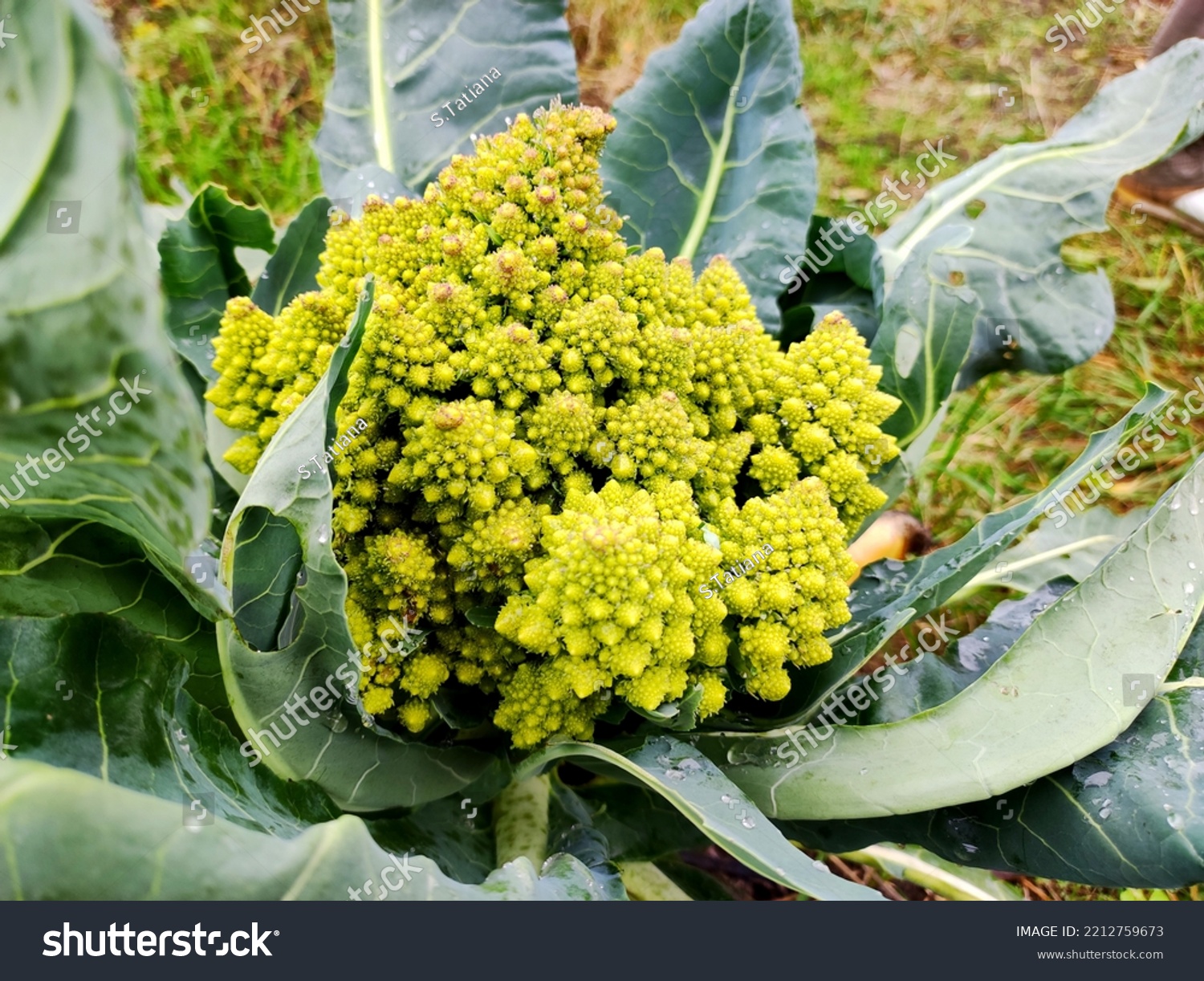 Romanesco cabbage. Brassica oleracea Botrytis Group 'Romanesco'. Brassica cretica. Cretan cabbage. Romanesco in the garden. Roman cabbage. Cauliflower and broccoli. Cabbage in the form of a spiral #2212759673