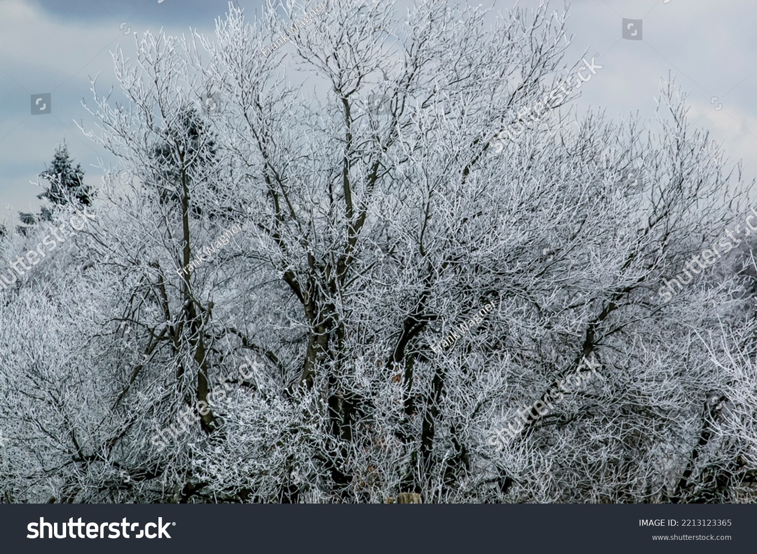 The icy treetops of a forest in winter in gray ashen light #2213123365