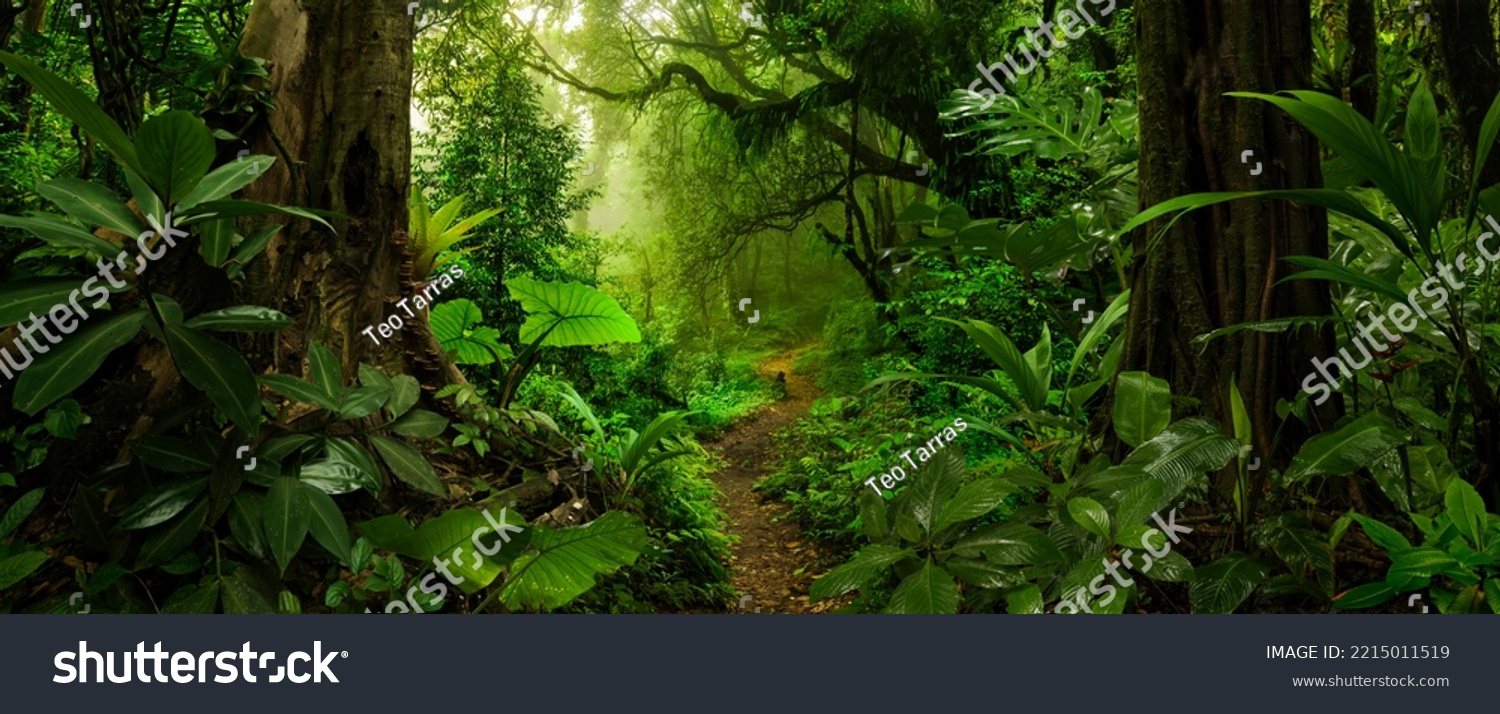 Rain forest in Central America #2215011519