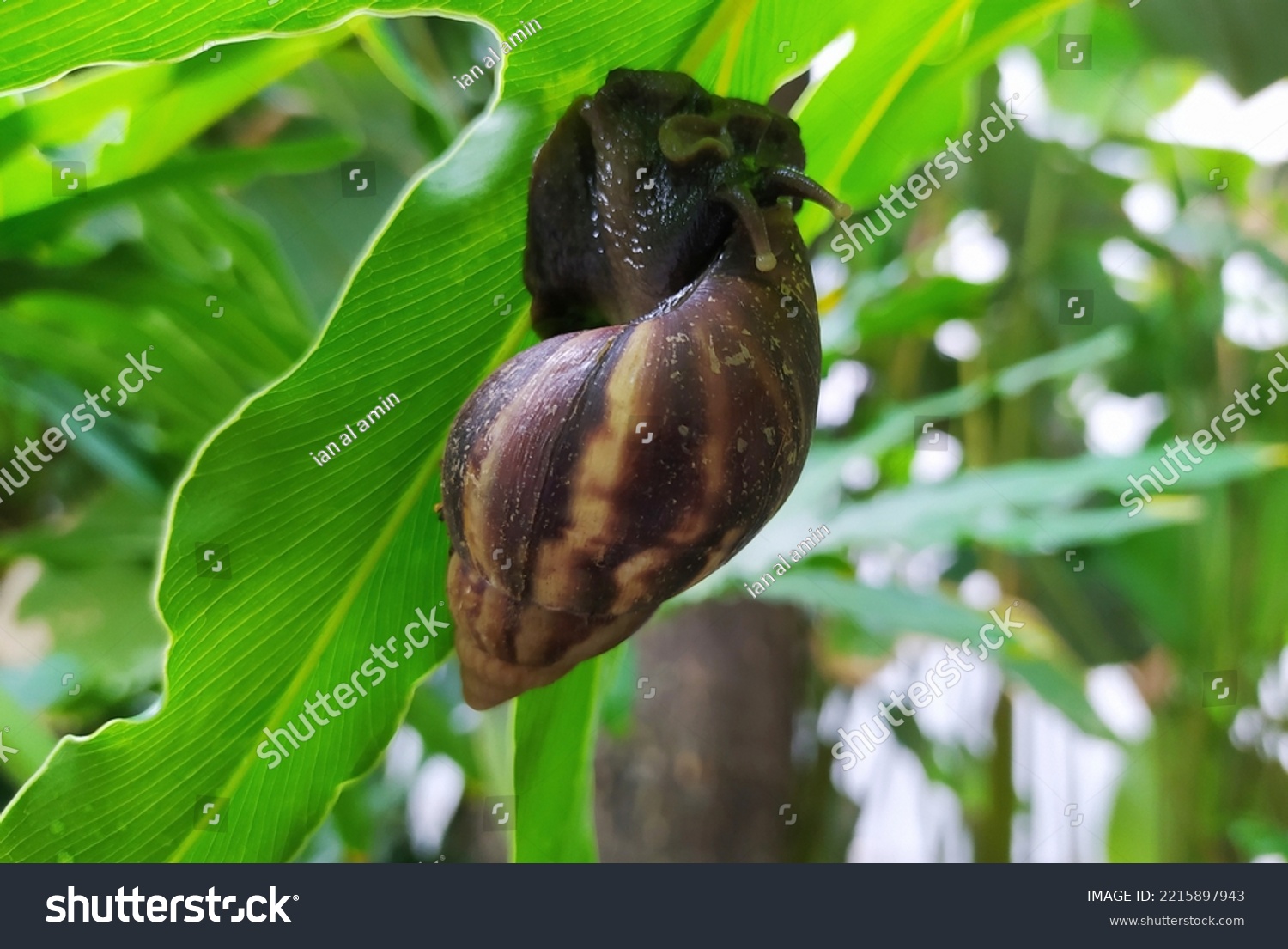 Copse snail gliding on the plant in the garden. Macro, close-up. Copse snail (Arianta arbustorum) is a medium-sized species of land snail. Copse snail is a common pest in agriculture and horticulture. #2215897943