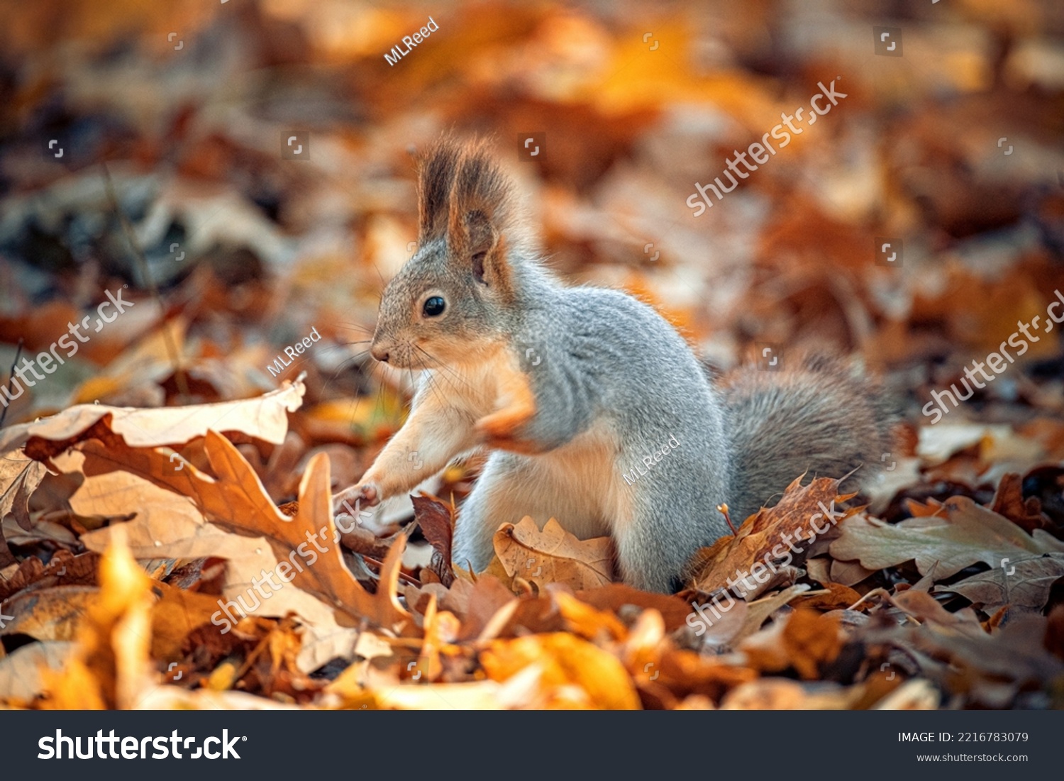Beautiful squirrel close-up in the autumn forest. #2216783079