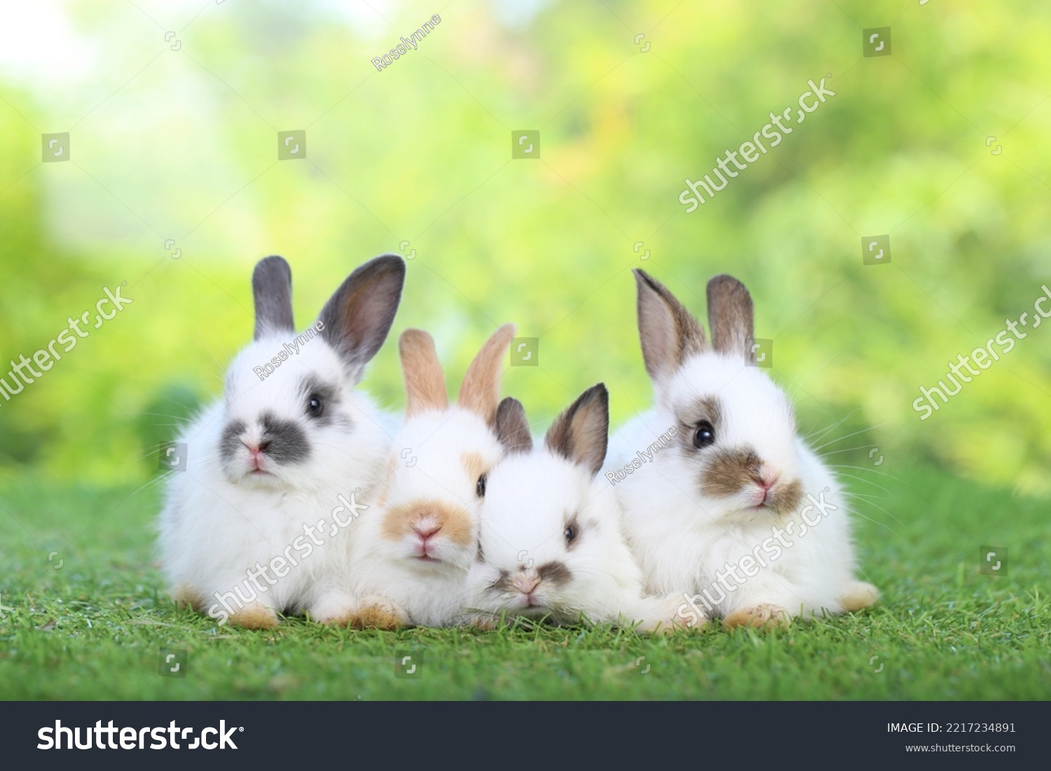 Cute little rabbit on green grass with natural bokeh as background during spring. Young adorable bunny playing in garden. Lovely pet at park #2217234891