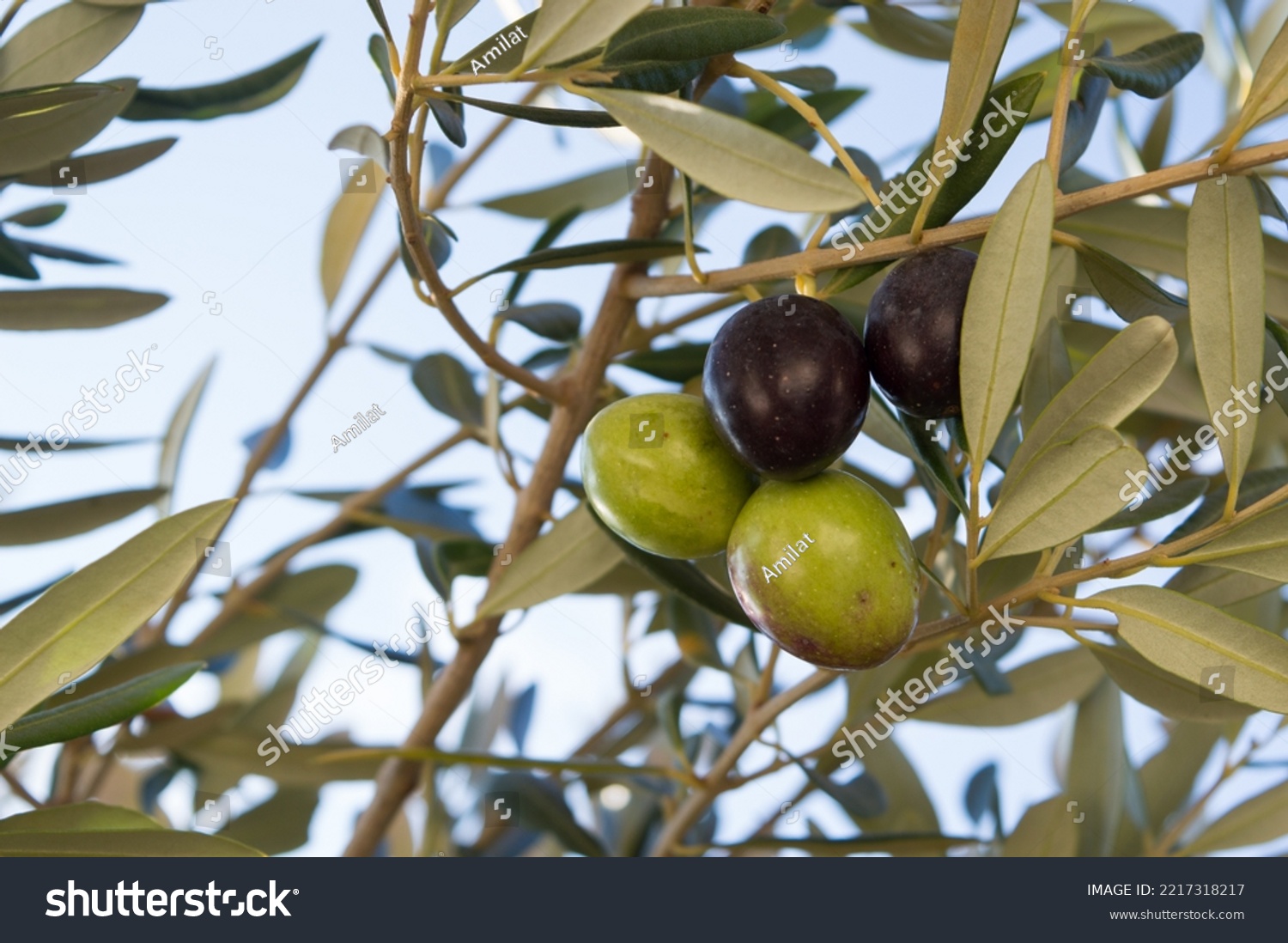 Mature olives on the tree, Olea Europaea, ready for the harvest, Mediterranean fruit from Dalmatia, Croatia #2217318217