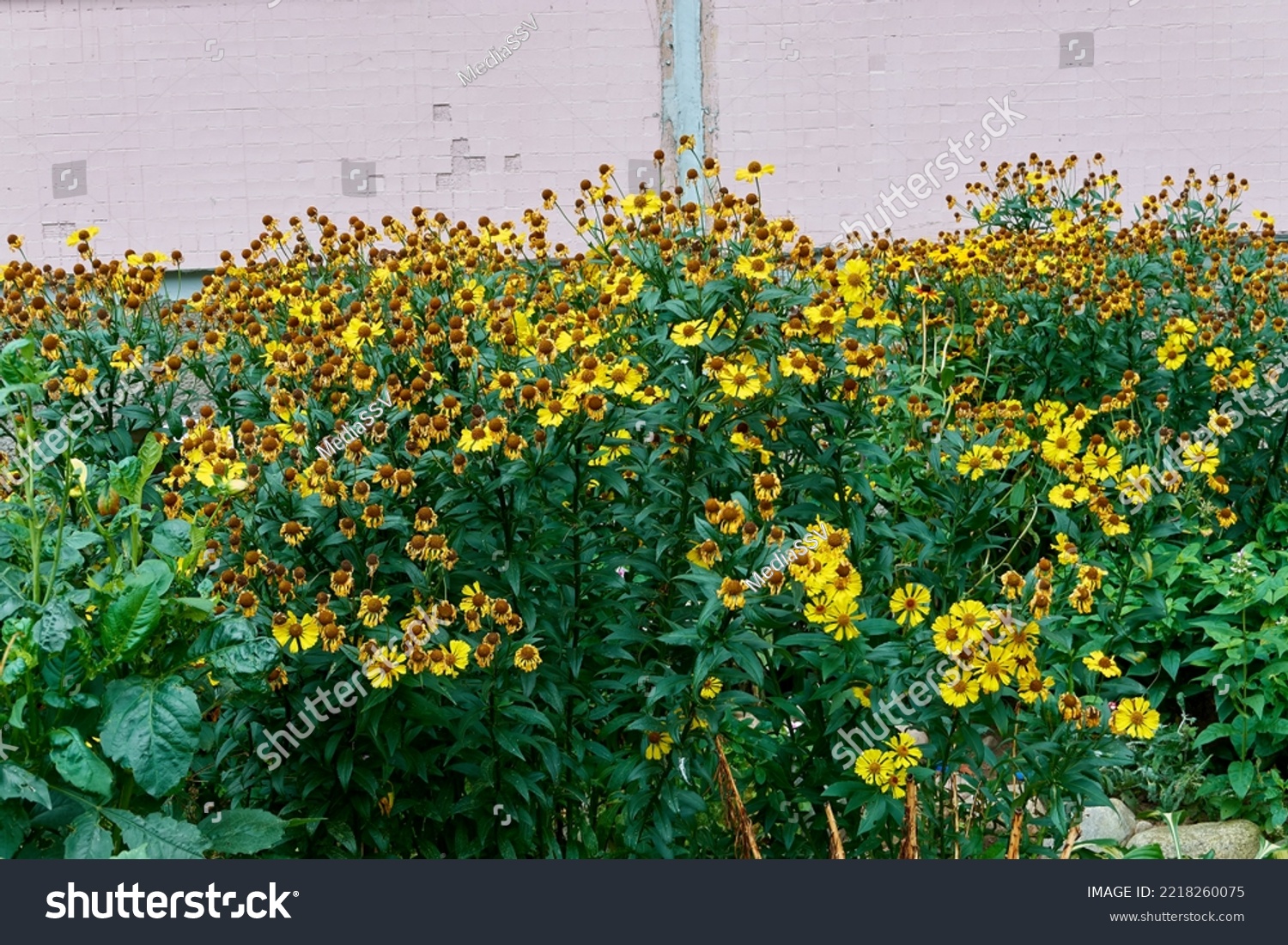 beautiful yellow helenium bigelovii in the autumn evening city flowerbed near the house. background for designer, artist, screensaver, desktop, wallpaper #2218260075