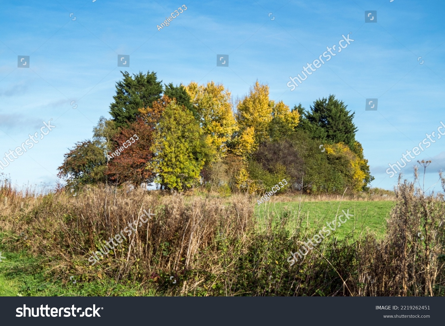 Copse of trees with beautiful autumn foliage #2219262451