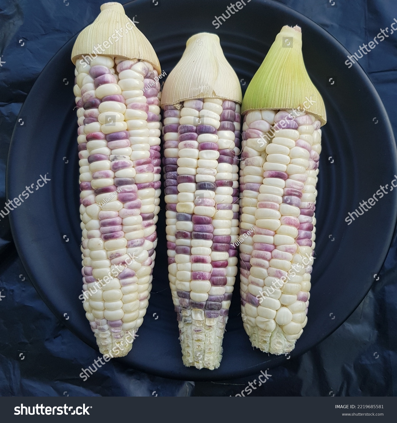 Glutinious corn or Waxy corn or Jagung pulut or Jagung ketan from South Sulawesi,Indonesia #2219685581