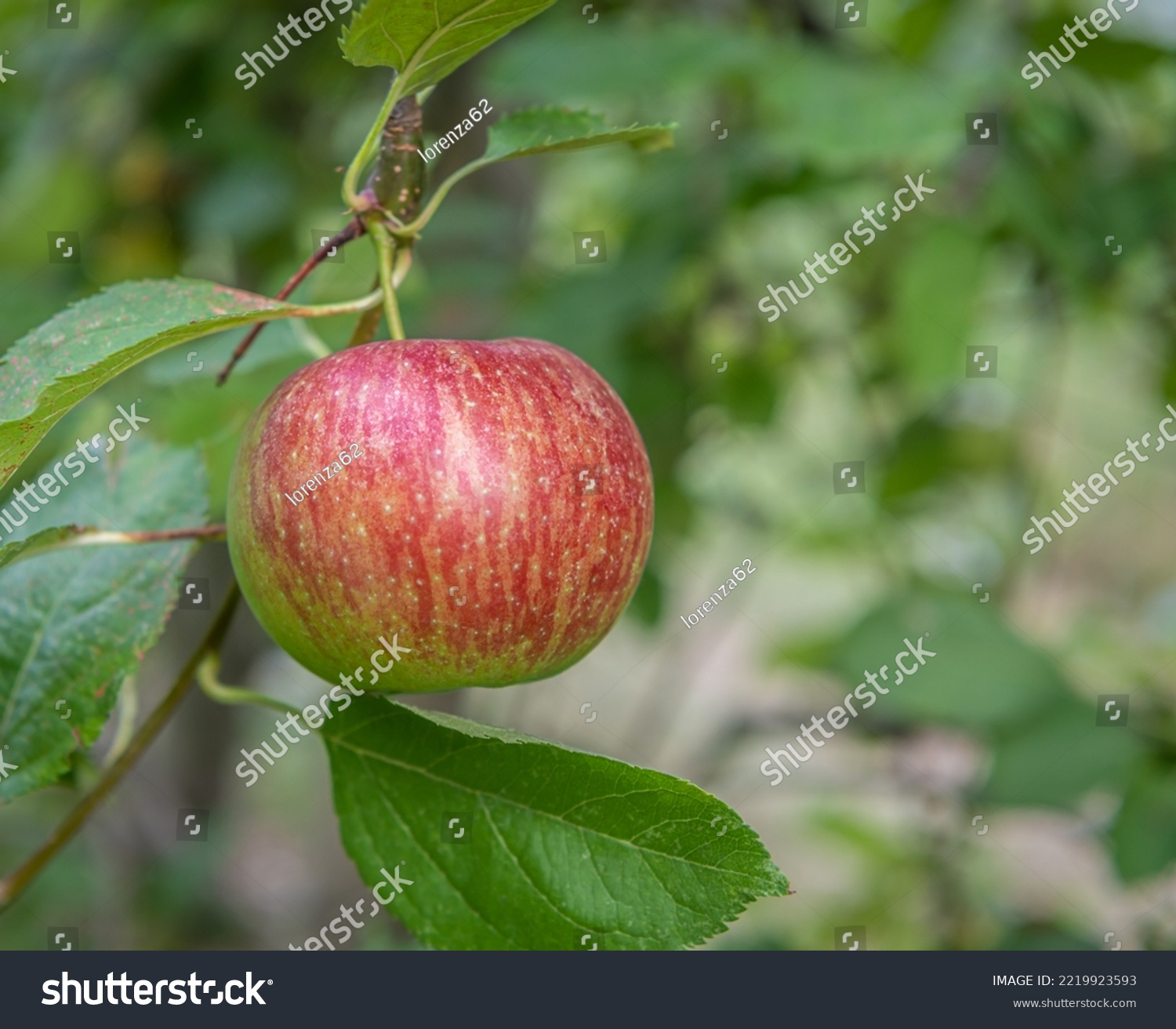 Malus domestica 'Royal Gala'. Single apple on tree branch against  green background - Selective focus with shallow deph on field #2219923593