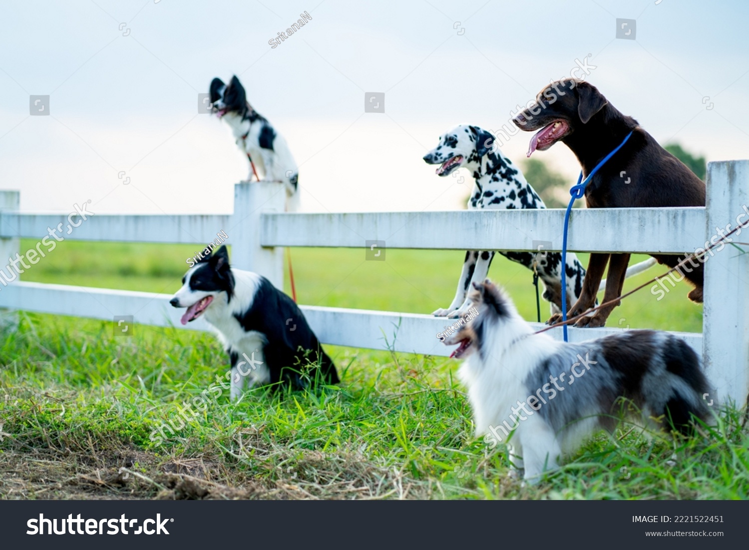 Side view of group of different type dogs stand  near garden fence as line formation and look forward with sun light and grass field. #2221522451