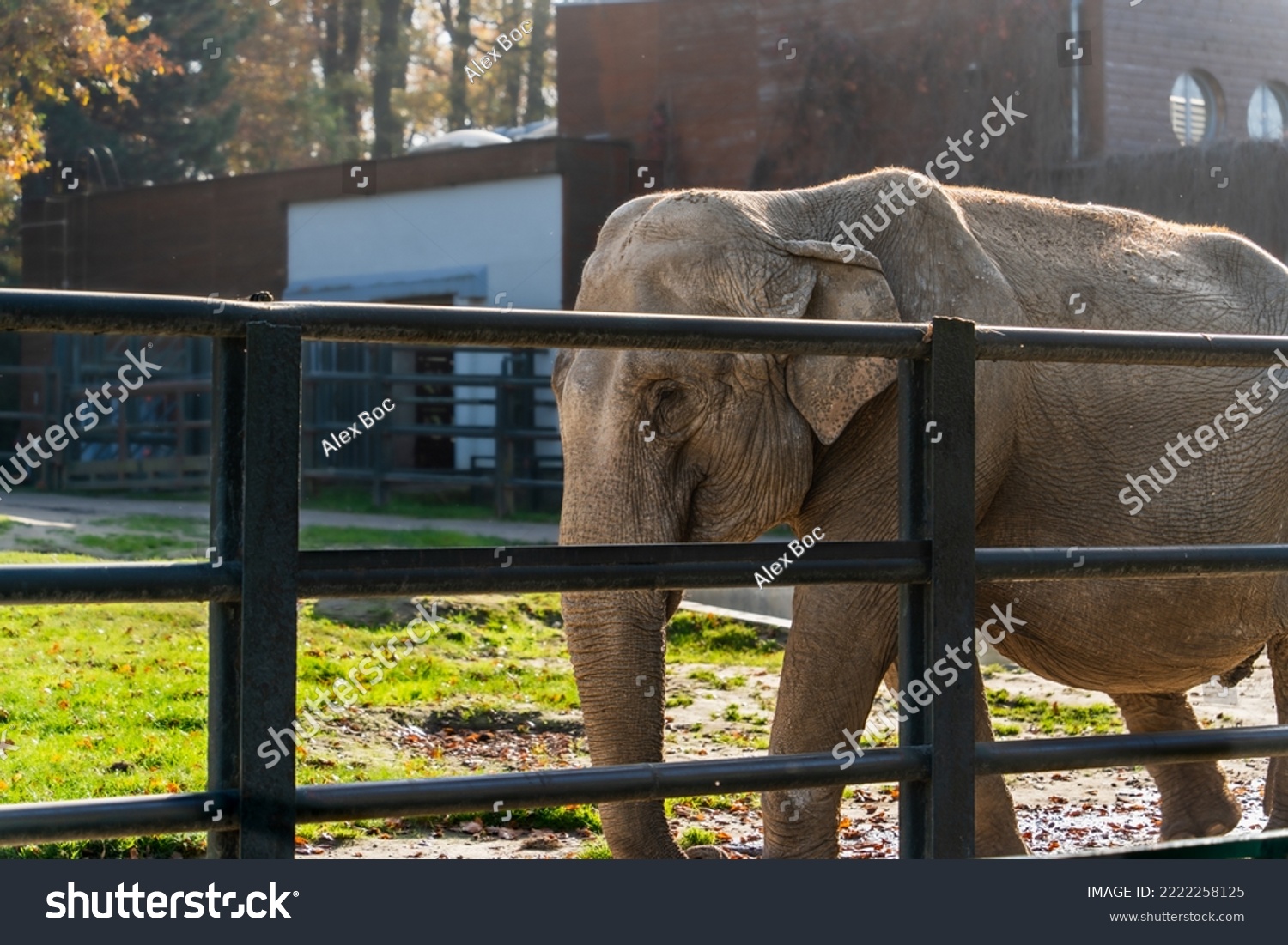 A large African elephant with a wrinkled pelt walks along the metal fence of a zoo enclosure on a sunny day, depiction of captive animals #2222258125