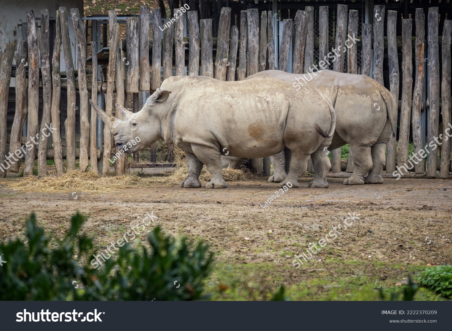 Rhino captive breeding and wooden enclosure. #2222370209