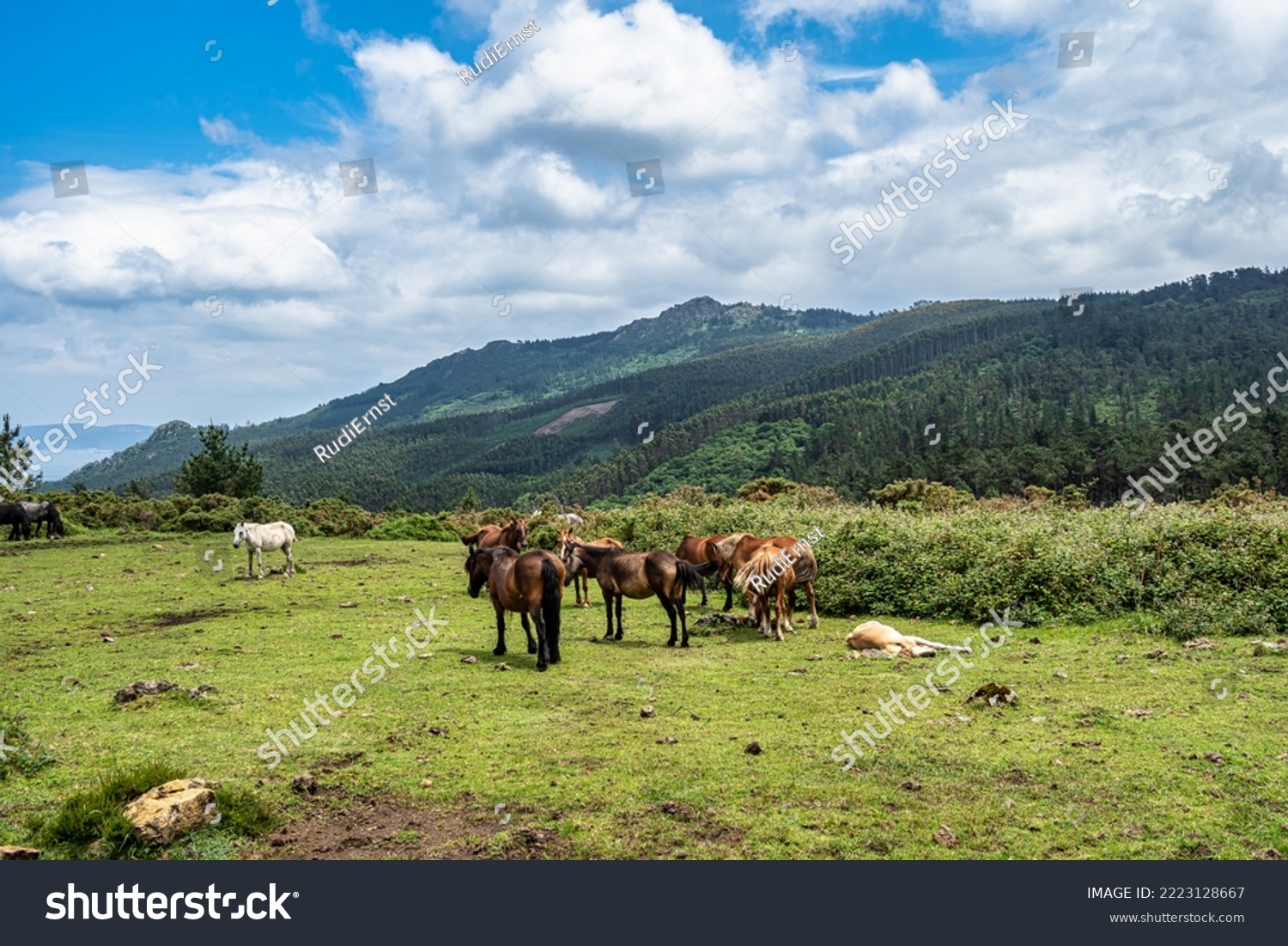 Wild horses along the road to San Andres de Teixido, A Coruna Province, Galicia, Spain. Ruta de la Miradores #2223128667