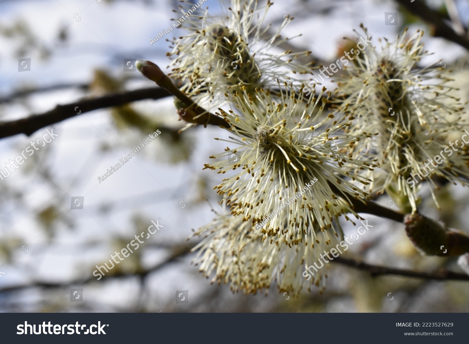 Goat willow, pussy willow or great sallow #2223527629