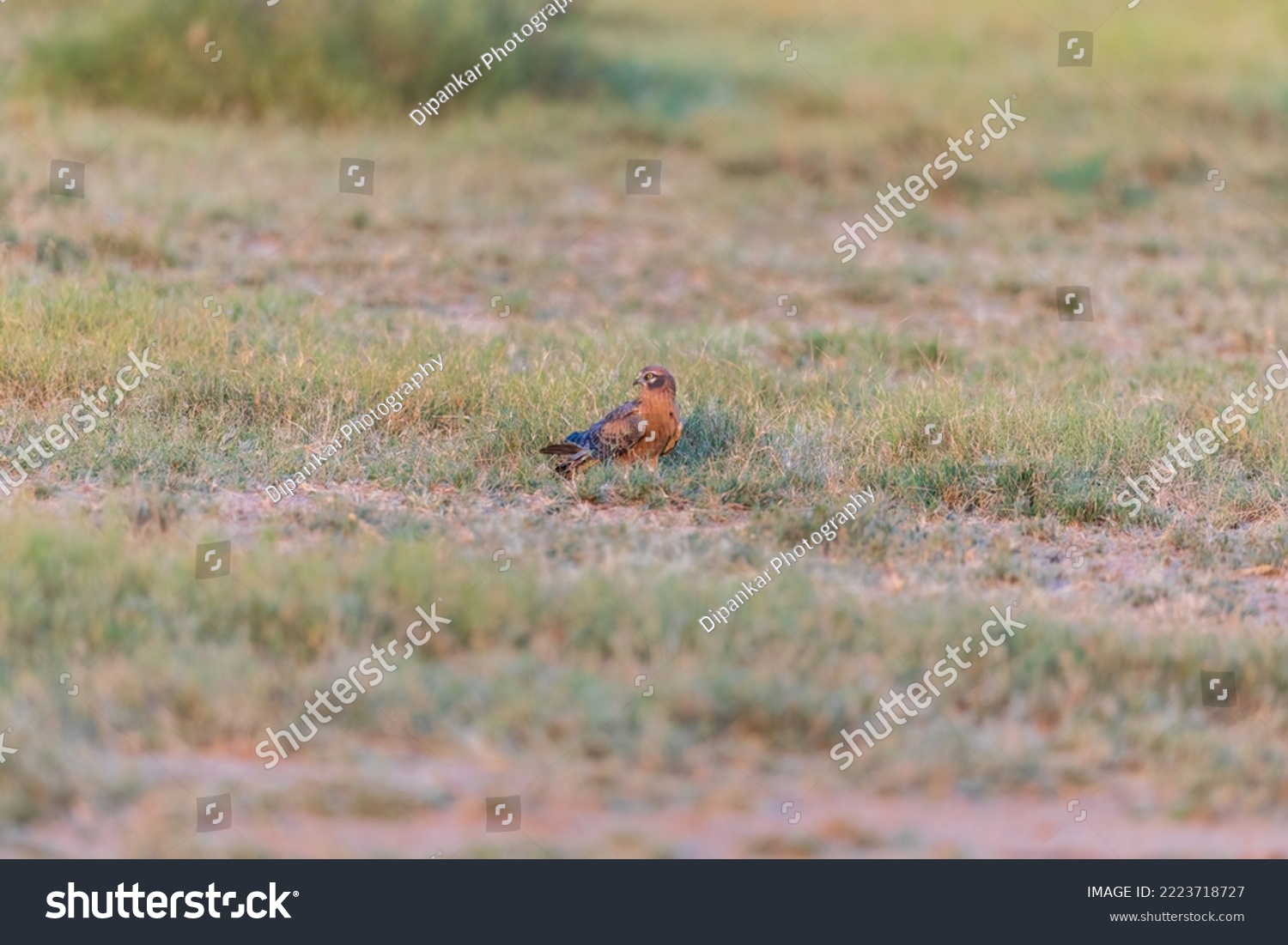 pallid harrier (Circus macrourus) at Desert National Park, Jaisalmer, Rajasthan, India #2223718727