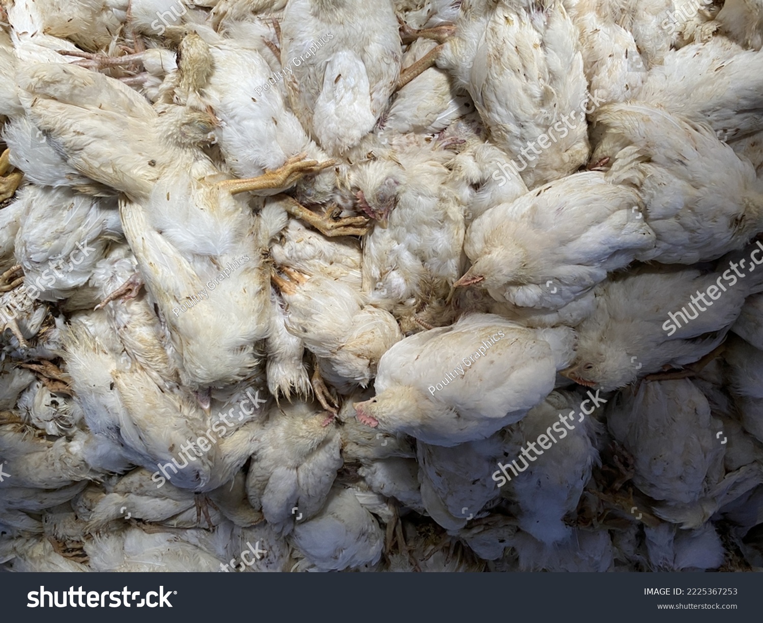 Poultry Disease Outbreaks, Avian Influenza in Chickens, Image for Chicken health isuess.  #2225367253