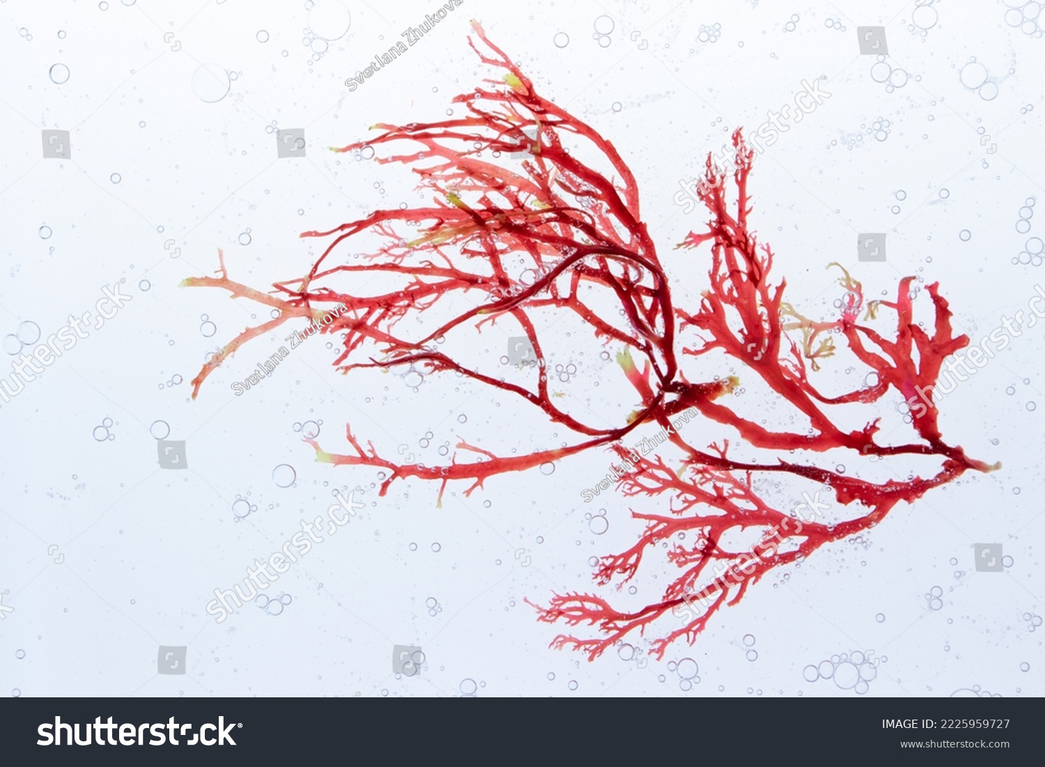 Red algae branch and air bubbles in the water.  #2225959727