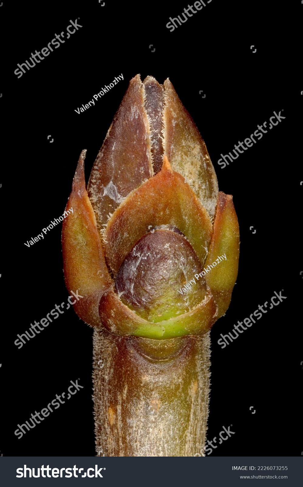 Wild Privet (Ligustrum vulgare). Terminal Bud Group Closeup #2226073255