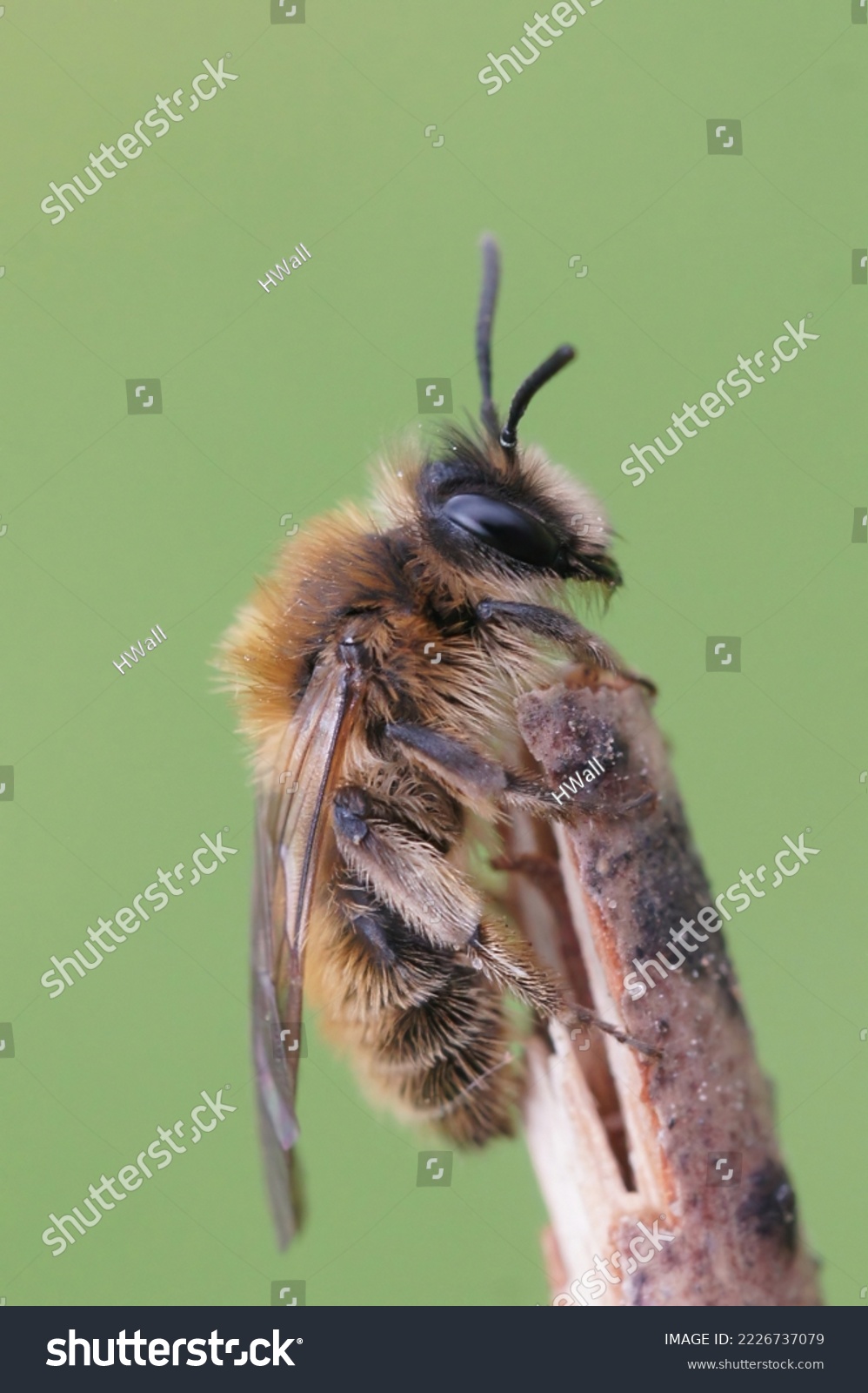 Closeup on a furry brown female Small sallow mining bee, Andrena praecox sitting on a twig #2226737079