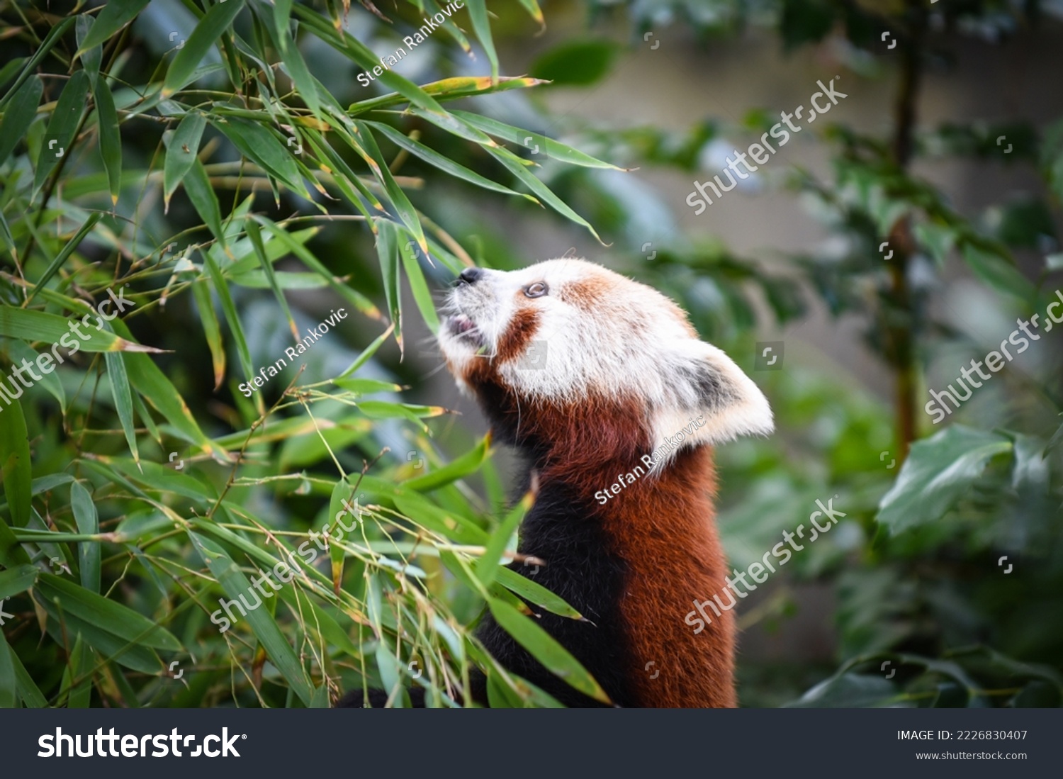 red panda playing and eating on the trees #2226830407