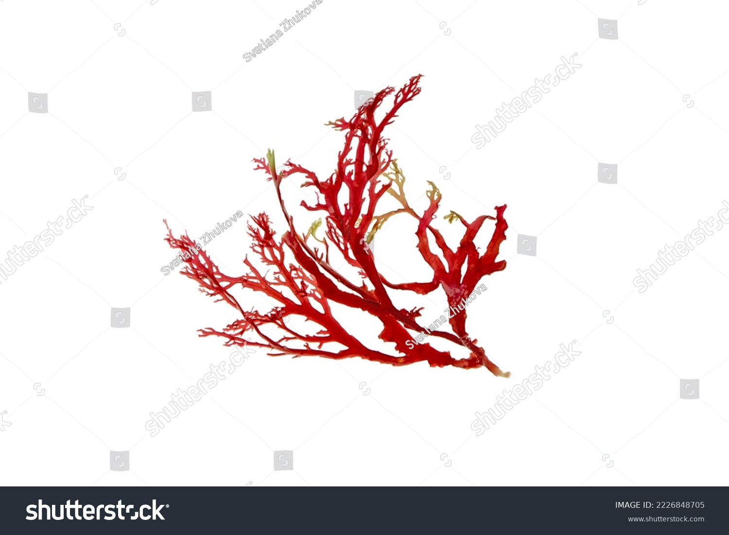 Red seaweed or algae branch isolated on white. #2226848705