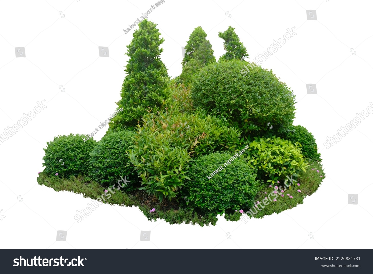 Bush shrub green tree isolated tropical plant with clipping path. #2226881731