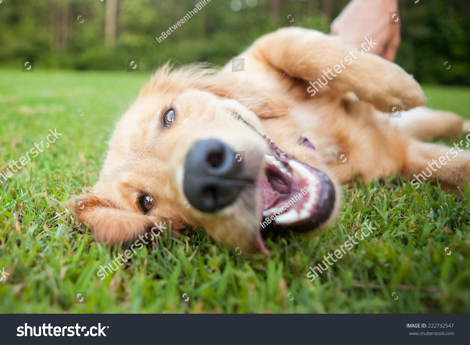 Yellow lab rolls over outside #222732547