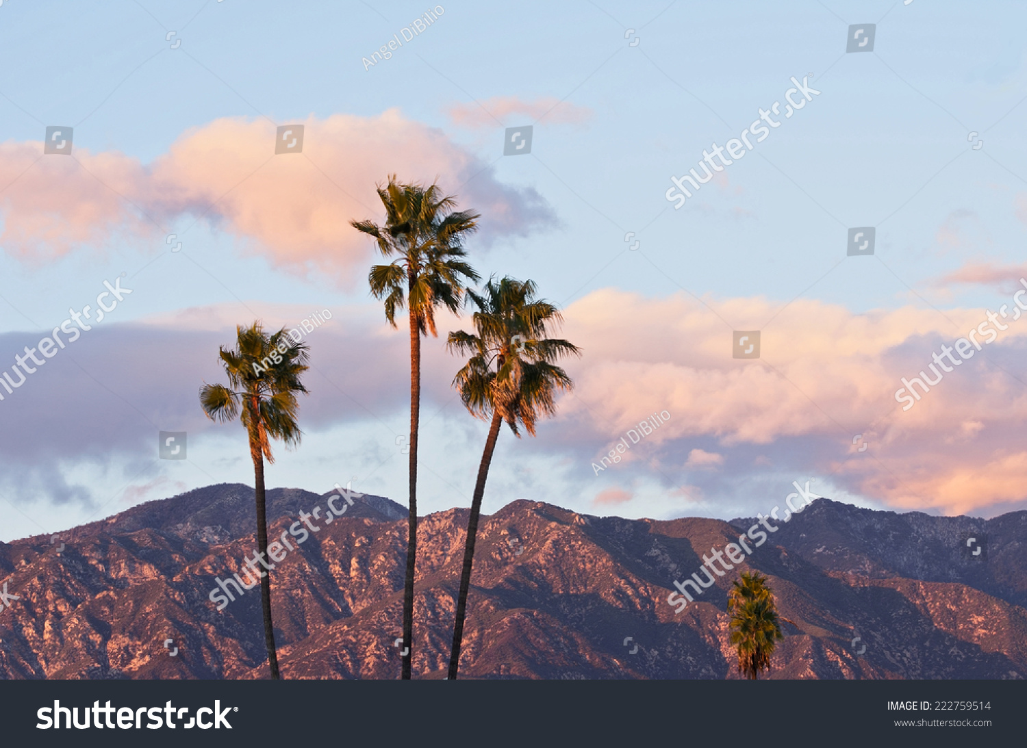 Palm trees, sunset clouds, nature background. Photo taken looking north from Pasadena, California, showing the San Gabriel Mountains in the background. #222759514