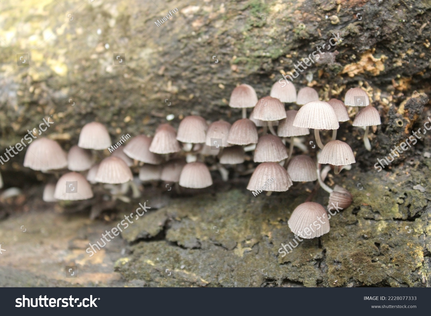 Coprinellus disseminated, a species of agaric mushroom in the family Psathyrellaceae. #2228077333