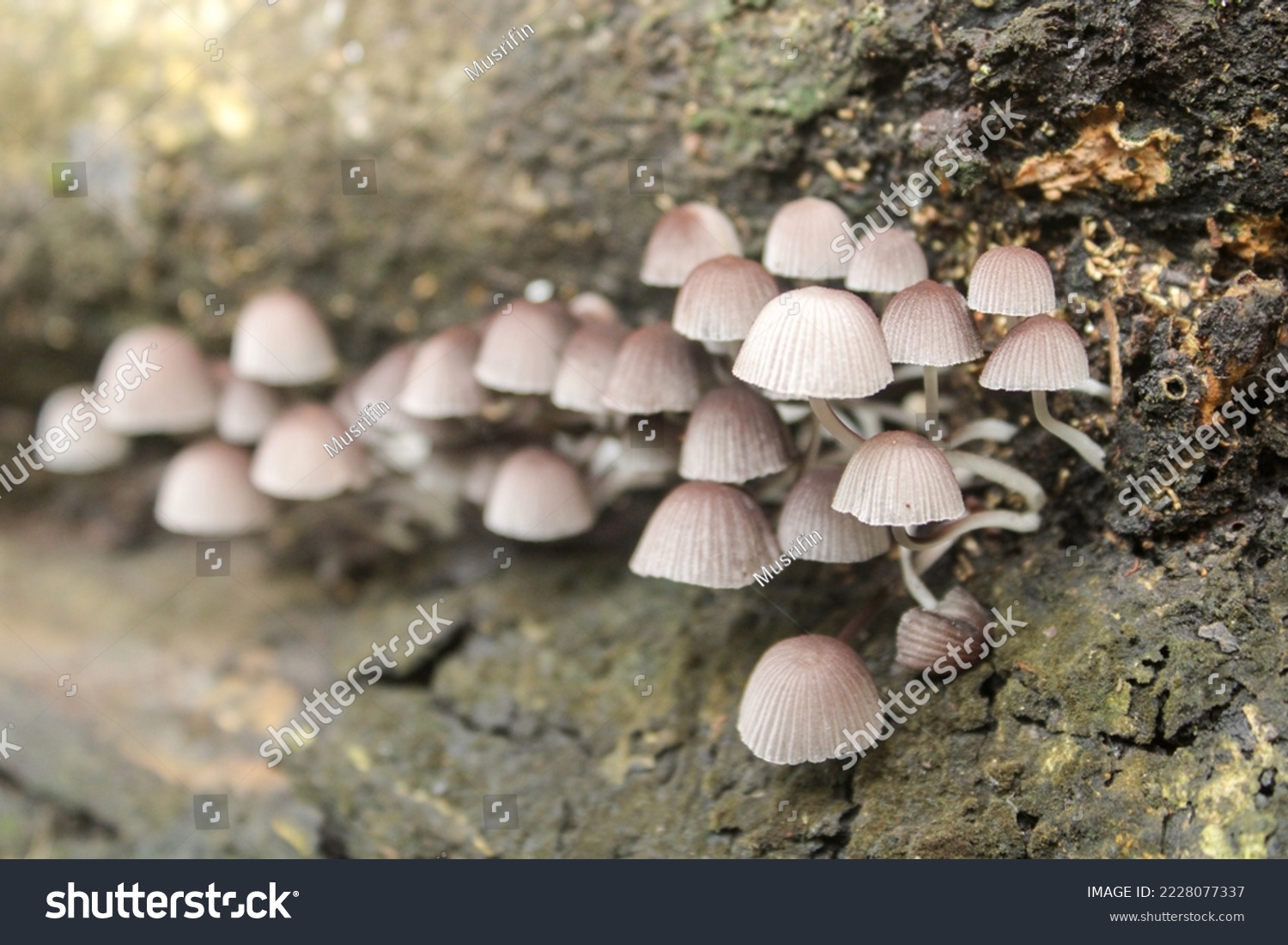 Coprinellus disseminated, a species of agaric mushroom in the family Psathyrellaceae. #2228077337