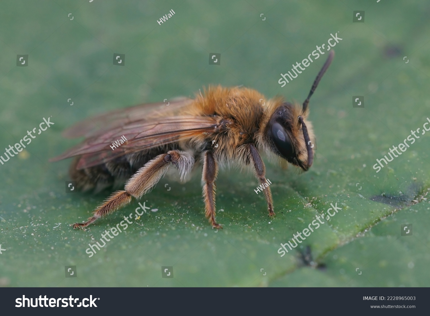 Detailed closeup on a brown hairy female Closeup shot Mellow miner mining bee, Andrena mitis, sitting on a green leaf #2228965003
