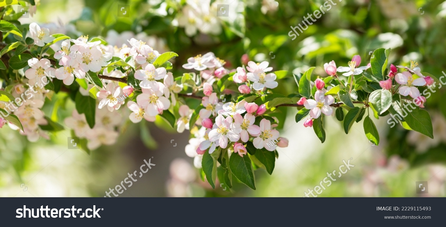 Blooming apple tree in the spring garden. Close up of white flowers on a tree #2229115493