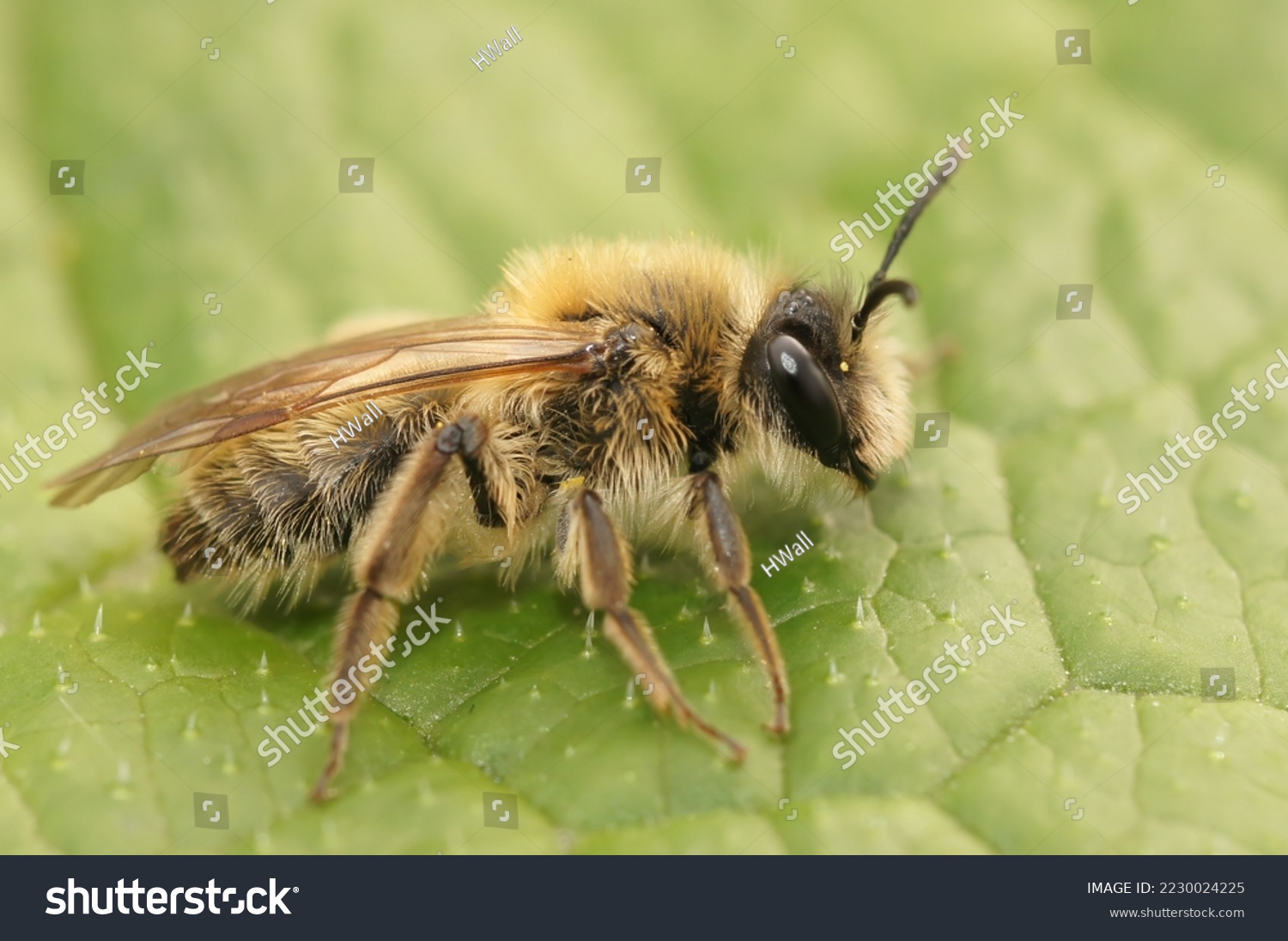 Detailed closeup on a furry brown female Small sallow mining bee, Andrena praecox sitting on a green leaf #2230024225