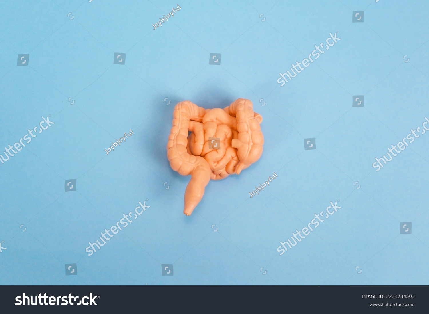 human intestine model on background, education knowledge concept , health issue #2231734503