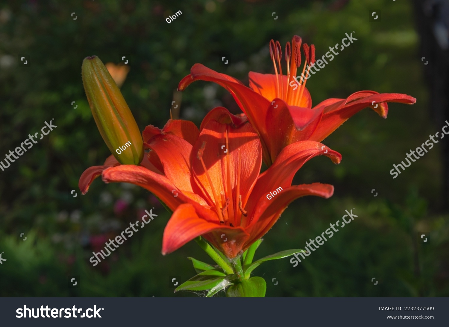 the lily plant bloomed beautifully, brightly. red lily flowers. High quality photo #2232377509