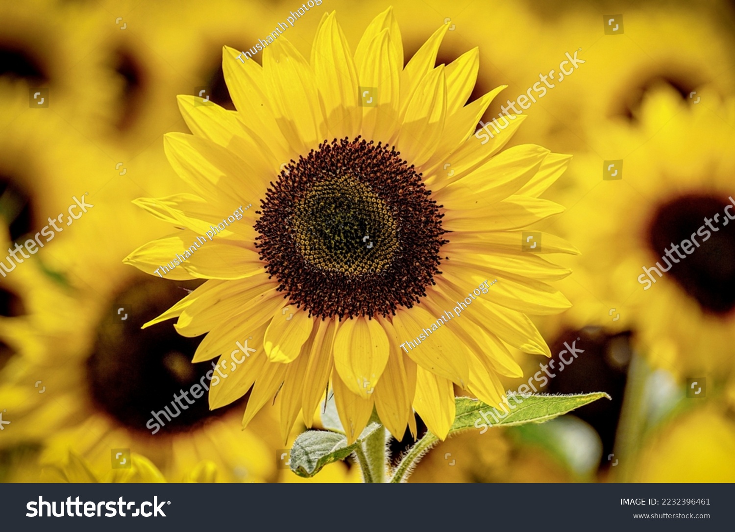 Sunflower natural background, Sunflower blooming, Sunflower oil improves skin health and promote cell regeneration #2232396461