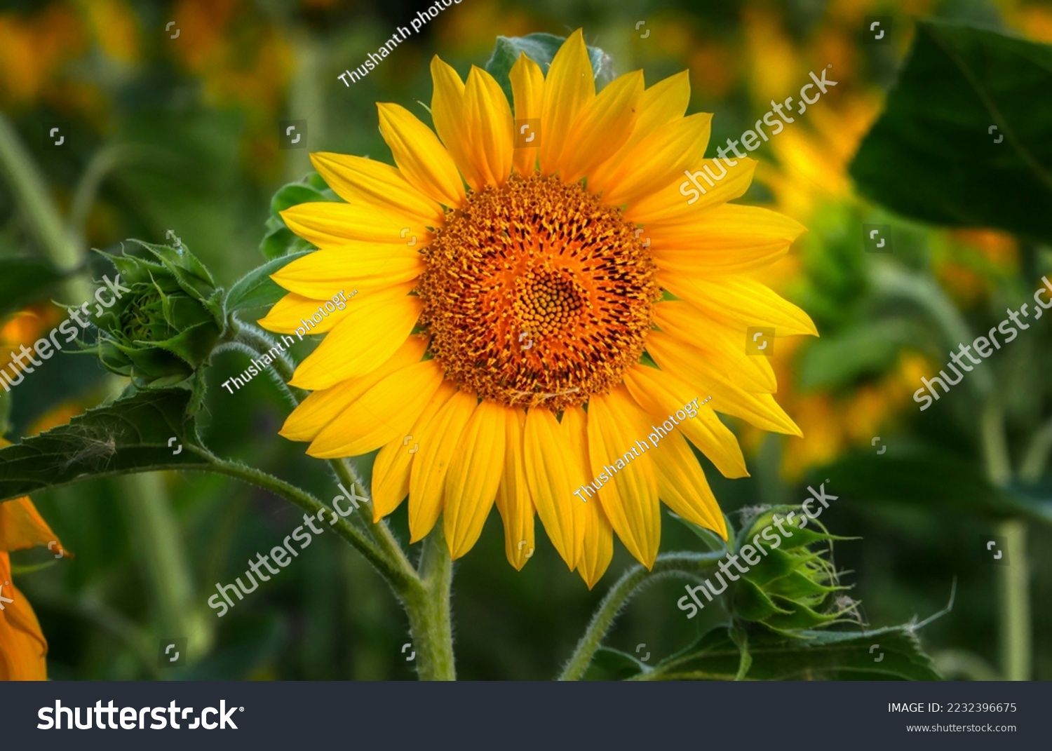 Sunflower natural background, Sunflower blooming, Sunflower oil improves skin health and promote cell regeneration #2232396675