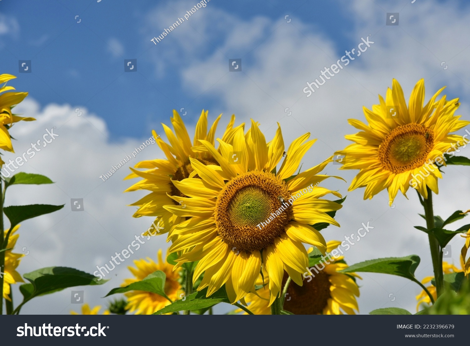 Sunflower natural background, Sunflower blooming, Sunflower oil improves skin health and promote cell regeneration #2232396679