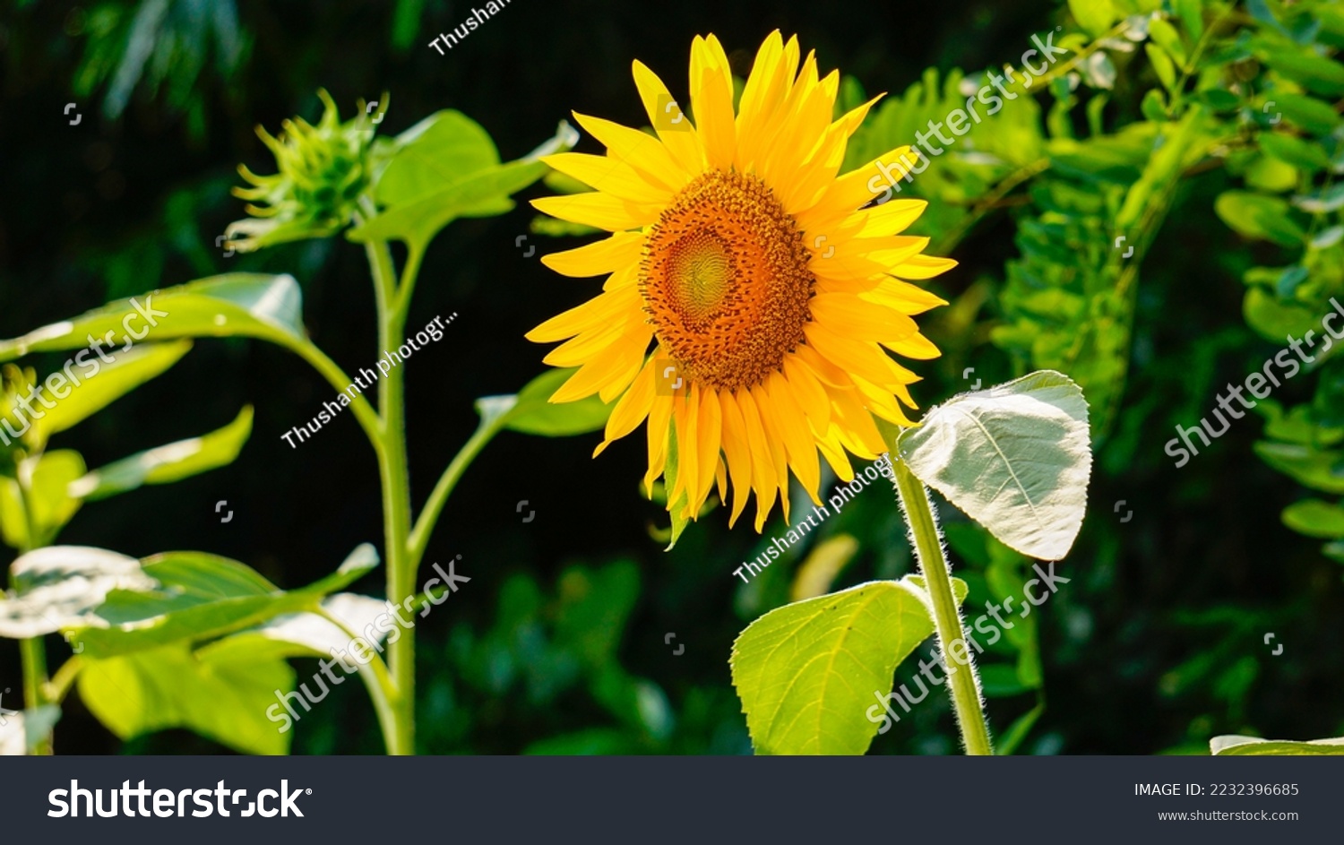 Sunflower natural background, Sunflower blooming, Sunflower oil improves skin health and promote cell regeneration #2232396685