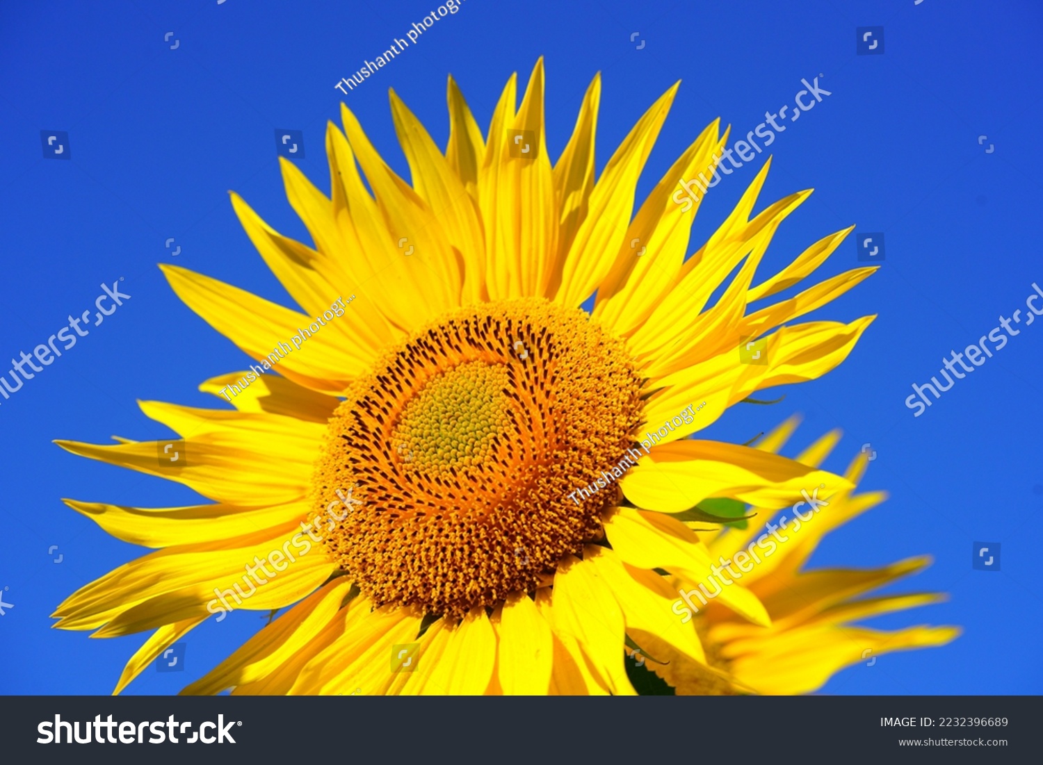 Sunflower natural background, Sunflower blooming, Sunflower oil improves skin health and promote cell regeneration #2232396689