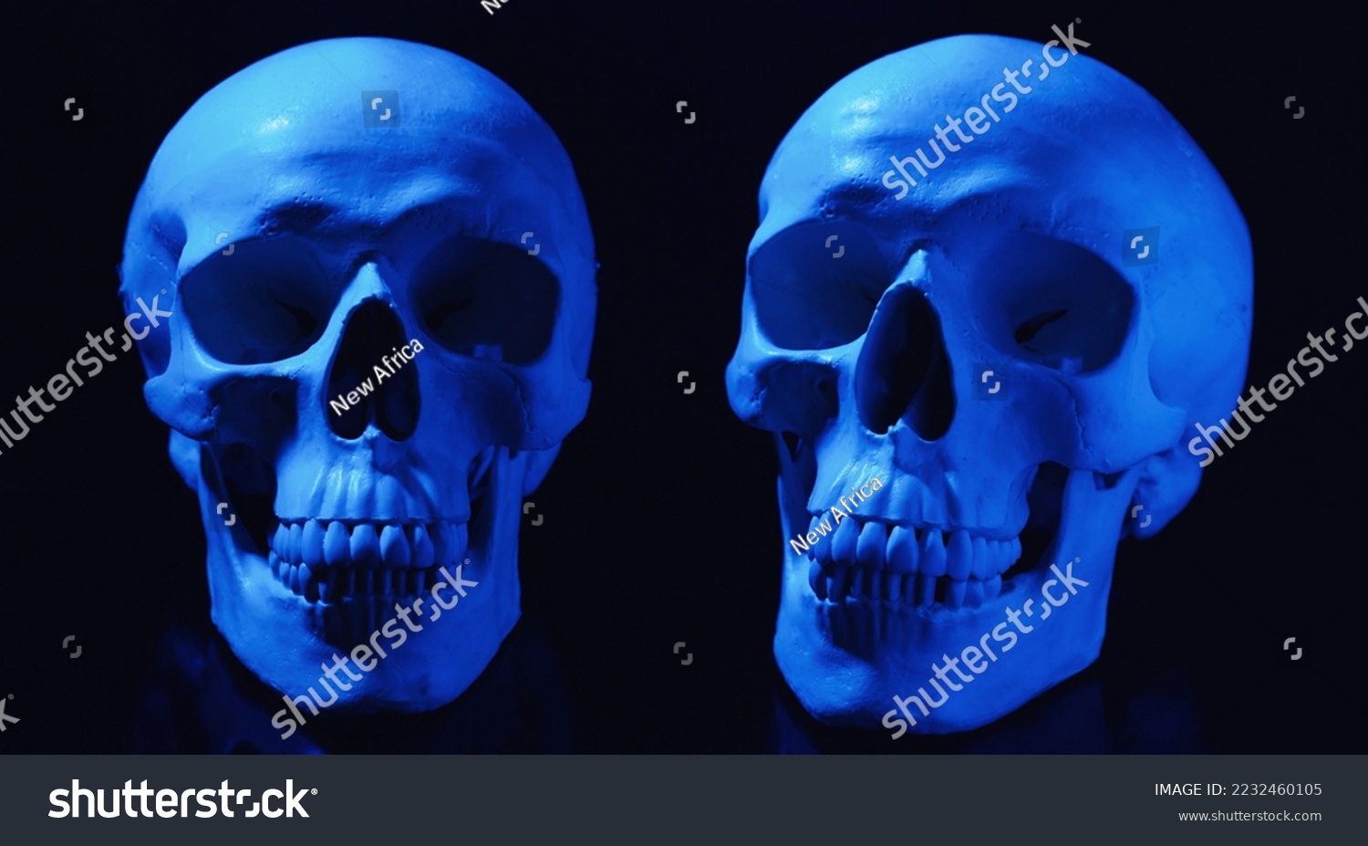 Two blue human skulls on black background #2232460105