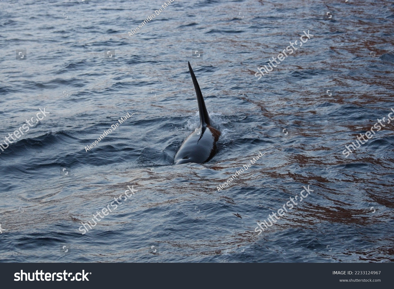 male orca or killer whale, Orcinus orca, encountered off Skjervoy, Norway #2233124967