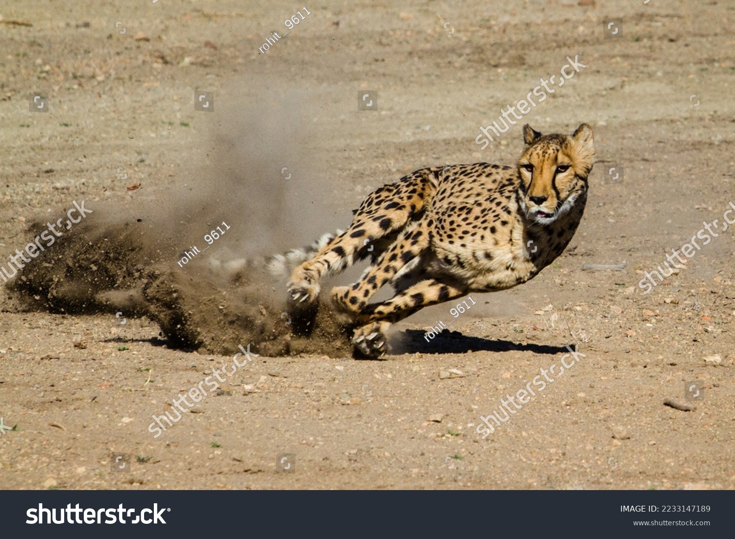 Fast And Nimble cheetah running in wild  #2233147189