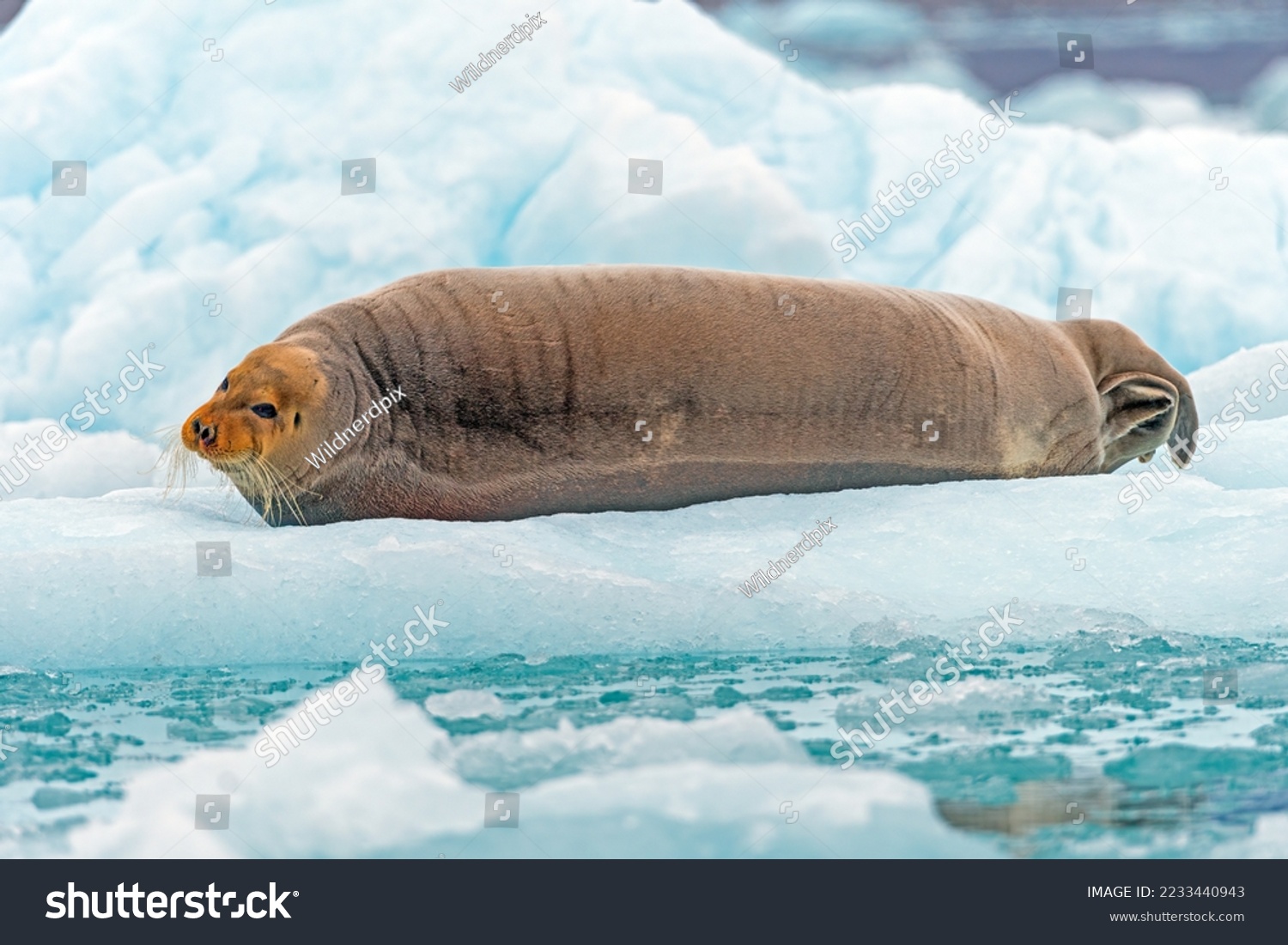 Bearded Seal in Repose on an Iceberg at Lilliehookfjorden in the Svalbard Islands in Norway #2233440943