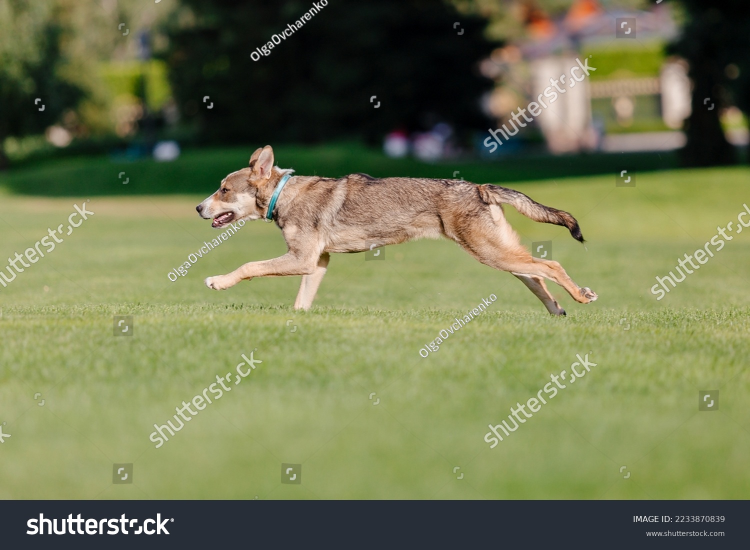 A mixed breed dog on a walk. Dog running on the grass. Cute dog playing. Funny pet. Pet adoption. #2233870839