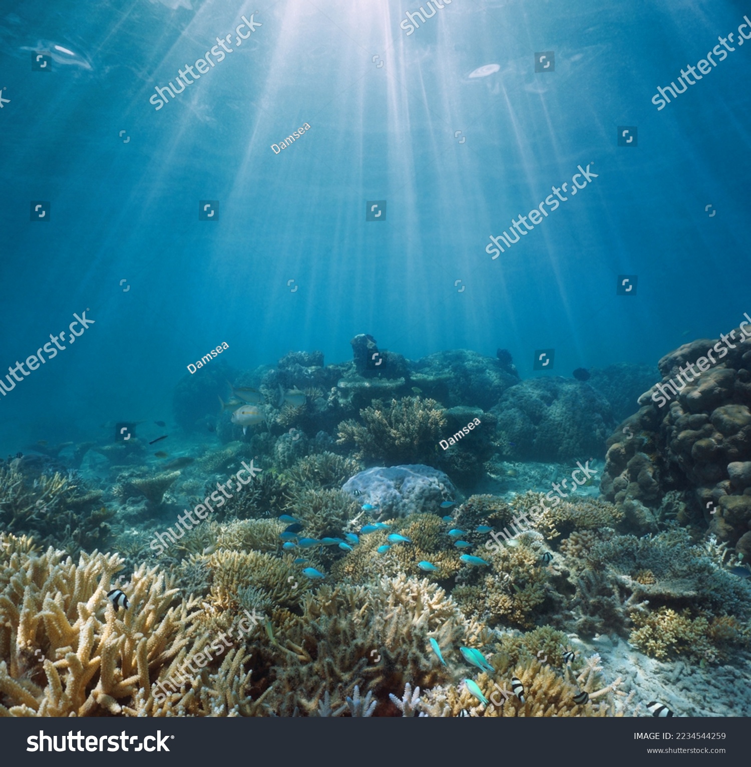 Coral reef and sunlight underwater seascape, Pacific ocean, Oceania #2234544259