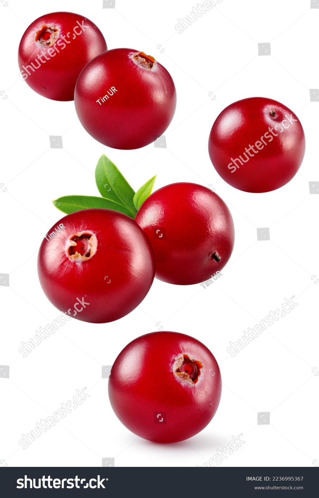 Cranberry isolated. Cranberries flying on white background. Cranberry berries with leaf falling. Full depth of field. #2236995367