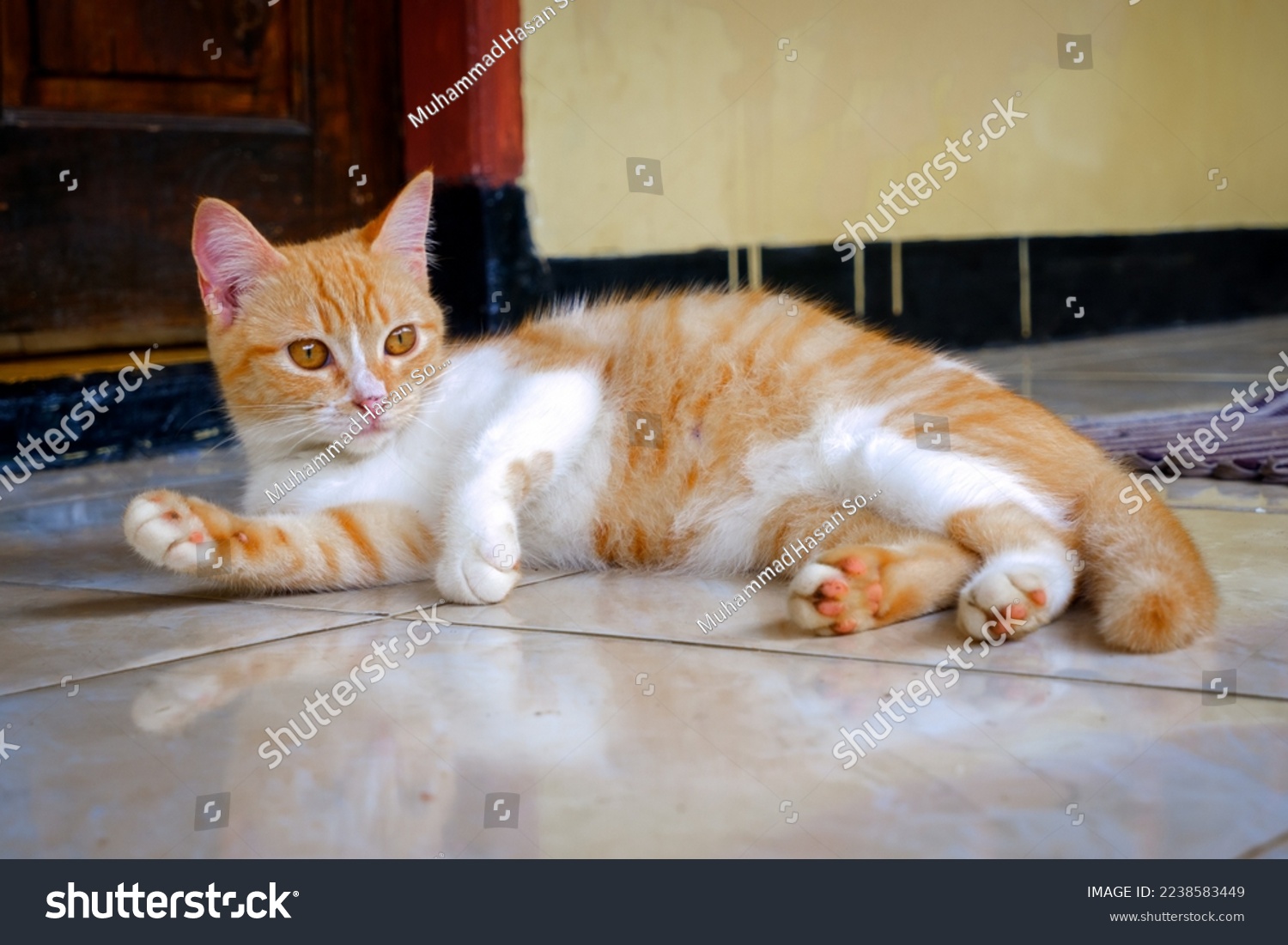 beauty orang lazy cat, after play around he was tired an take several break #2238583449