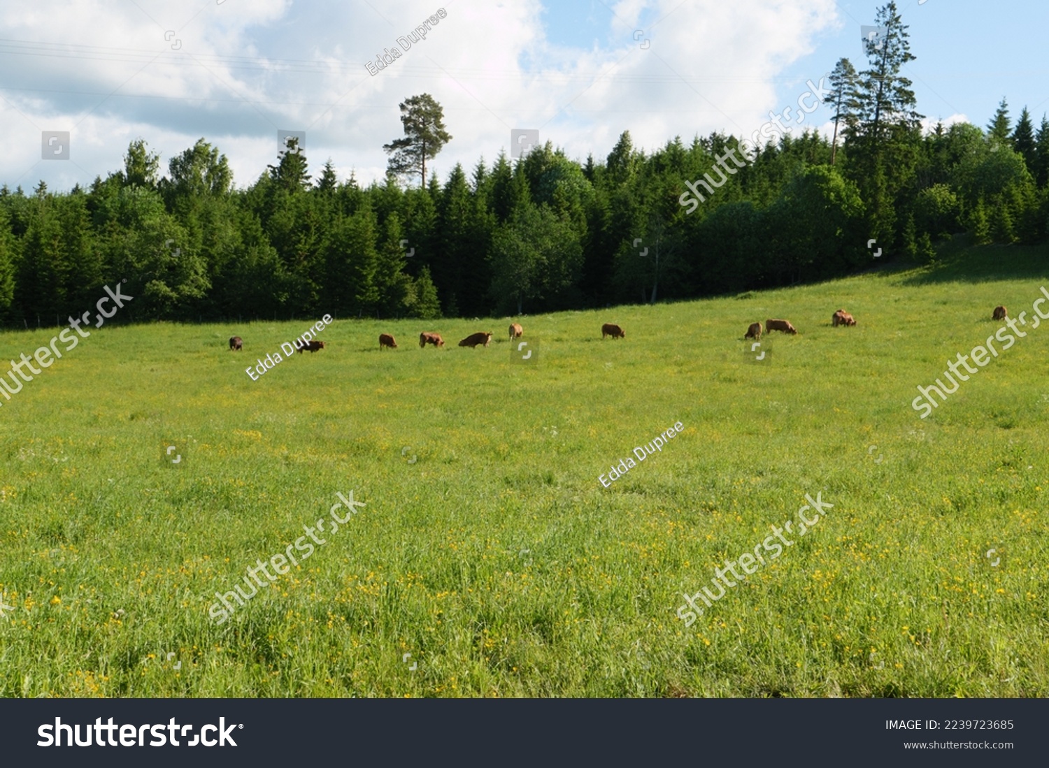 A pasture with grazing cows in spring. In the background a forest. Seen on the Olavsweg a pilgrimage route from Oslo to Trodheim near Jessheim in the province of Viken. Norway. #2239723685